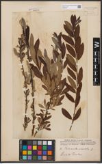 Foto von Salix aurita L. x Salix viminalis L.